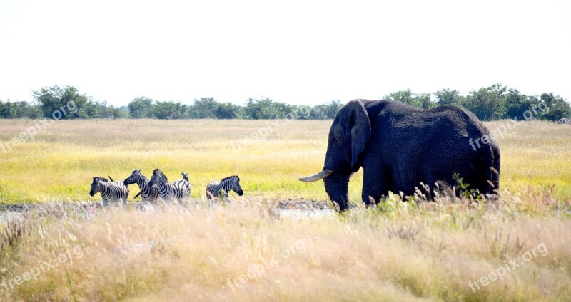 Elephant Zebra Etosha Nature Wild