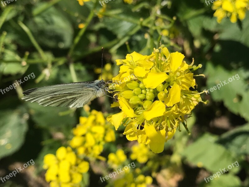 Butterfly Insect Public Record Butterflies Blossom