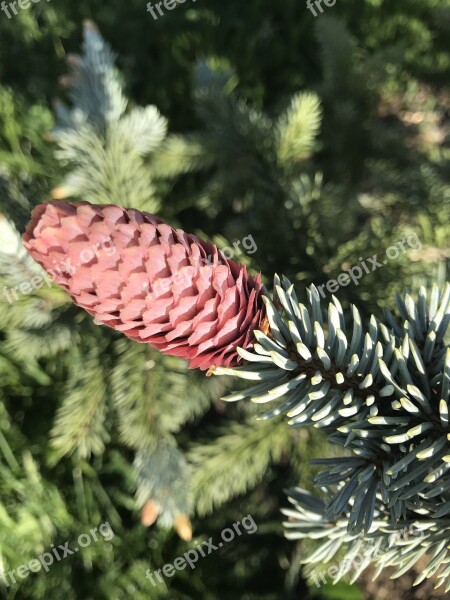 Pine Cone Cone Spruce Pine Tree Needles