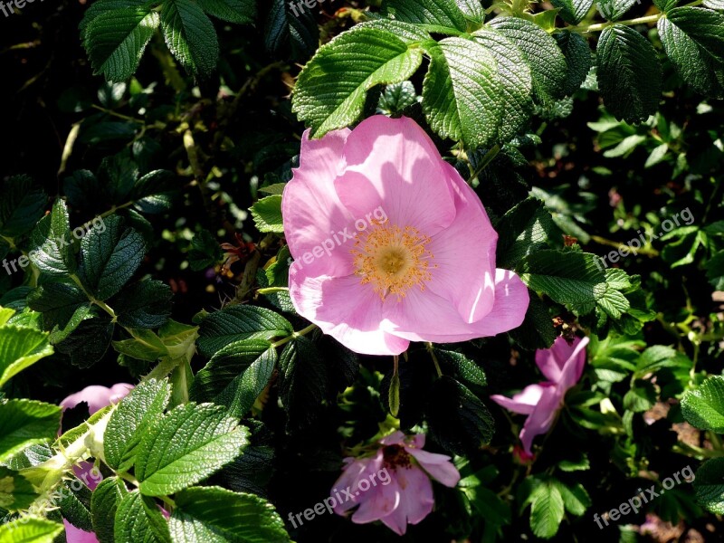 Wild Rose Spring Nature Close Up Bush Rose