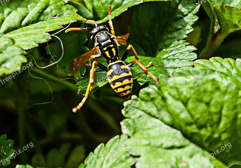 Wasp Bush Insect Nature Close Up