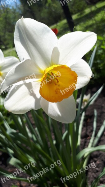 Flower Latvia Spring Nature Season