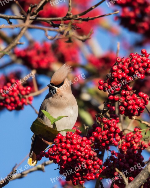 Bird Waxwing Nature Plumage Scotland