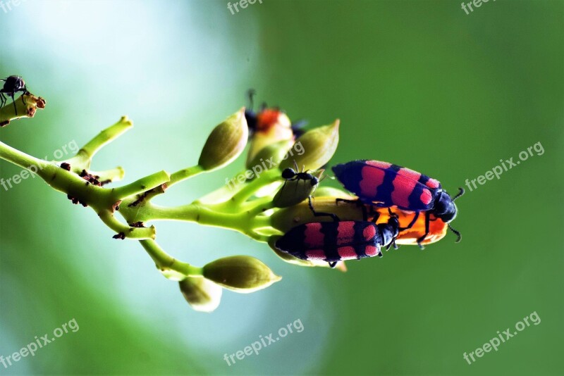 Bug Life Flower Nature Insect