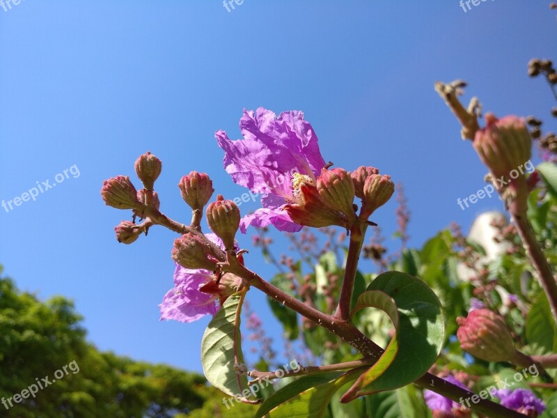 Blue Sky Blue Sky Clouds Nature