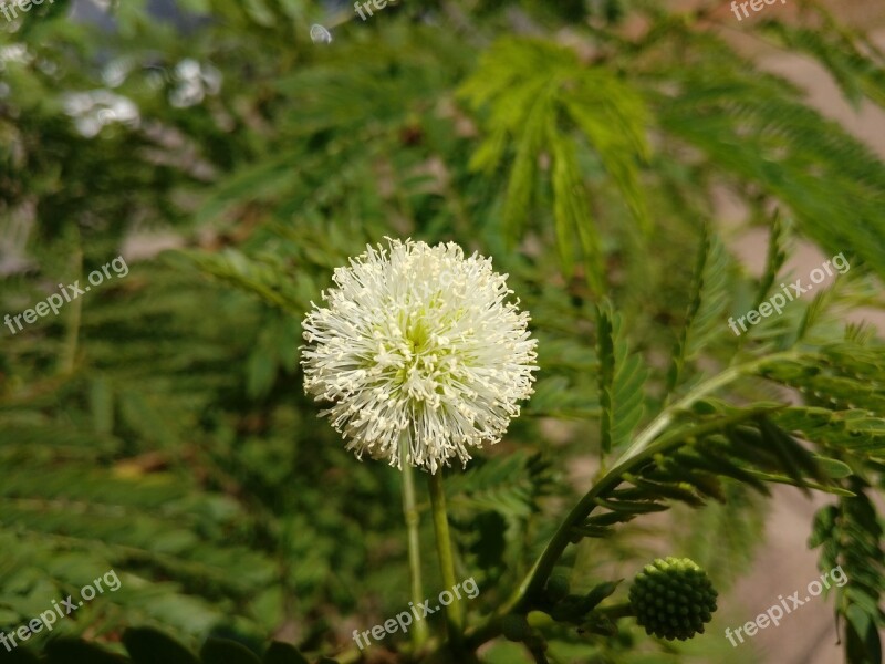 Flower White Flower Tranquility Plant Spring