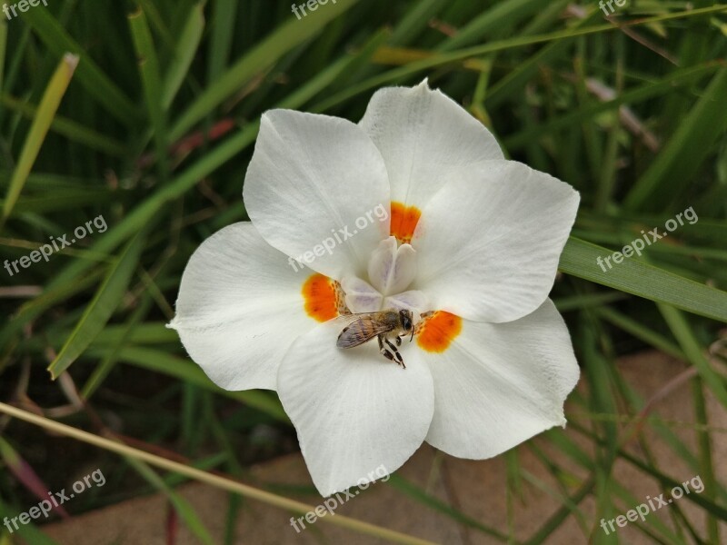 White Flower Green Nature Garden Spring