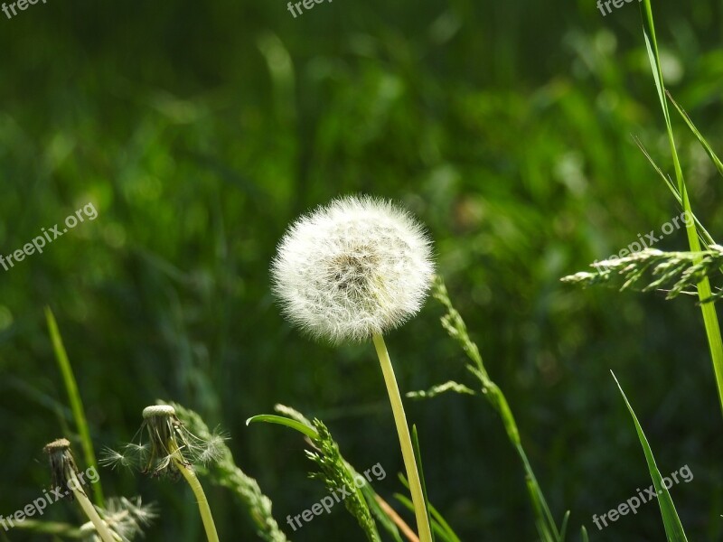 Dandelion Spring Nature Plant Fluffy Dandelion