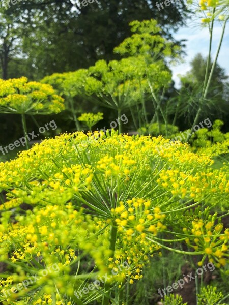 Latvia Dill Food Fresh Nature