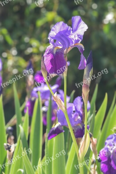 Flowers Iris Nature Spring Blossom