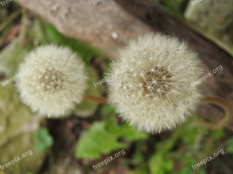 Flowers Violet Nature Wild Flower Flower