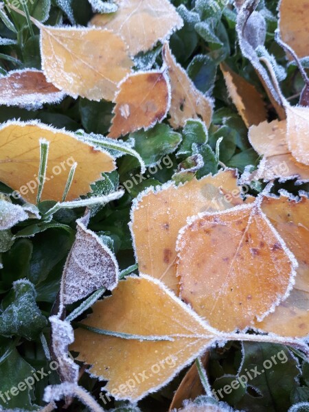 Latvia Leaf Landscape Nature Natural