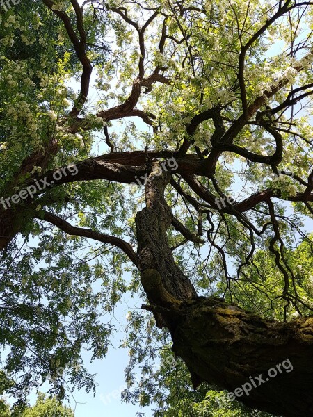 Tree Plant Wood Nature Environment Landscape