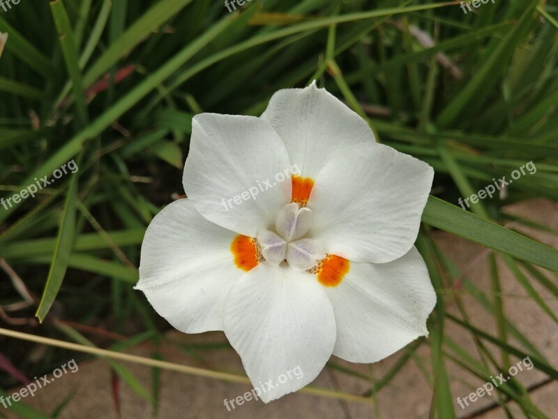 White Flower Green Nature Garden Spring