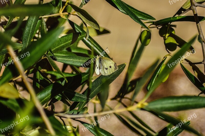 Butterfly Animal Freedom Salento Nature