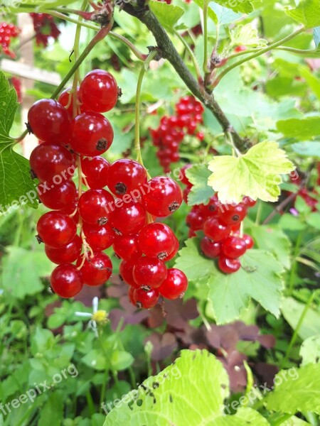 Latvia Currant Red Nature Organic