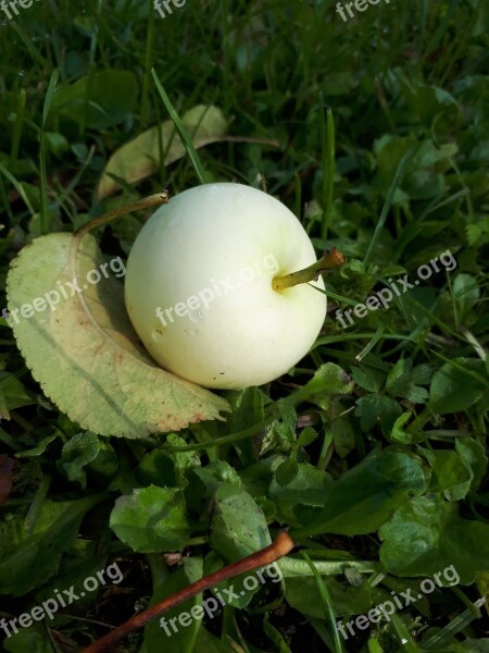 Latvia Apple Nature Fruit Plant