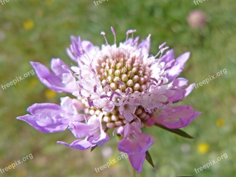 Wild Flower Scabiosa Pin Cushioning Flower Scabious Purple Flower