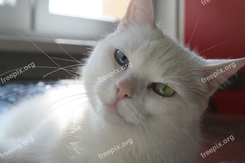 Cat White Cat Cat Face Pet Free Photos