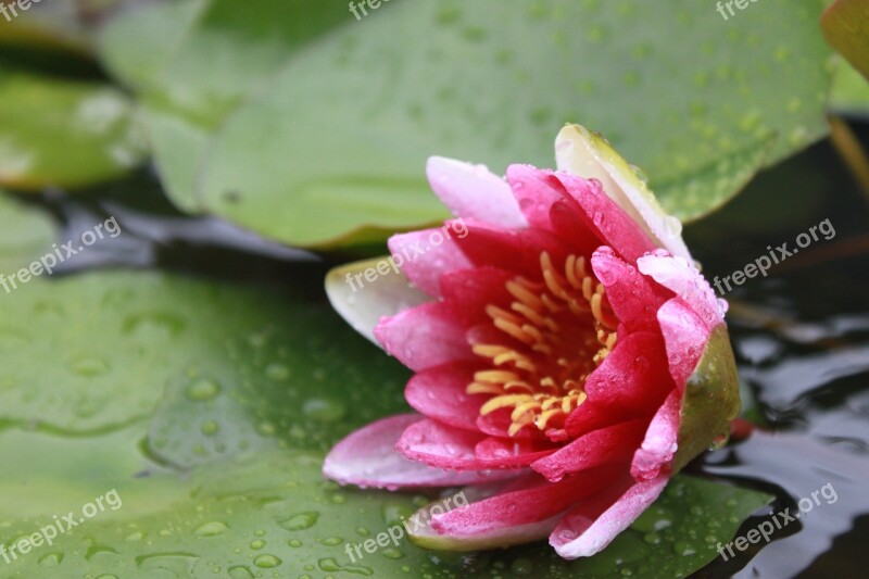 Kite Lotus Water Lilies Nature Flowers