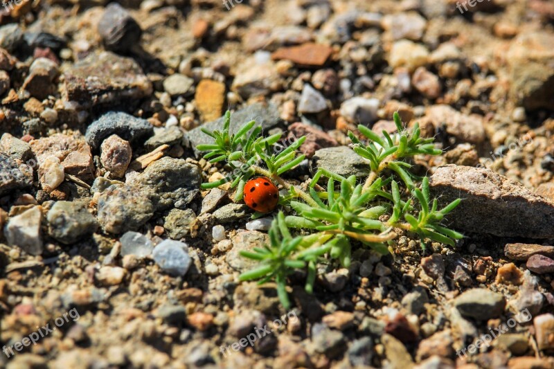 Ladybug Beetle Insects Of God Summer