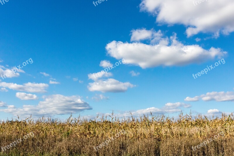 Cornfield Farming Field Agriculture Corn