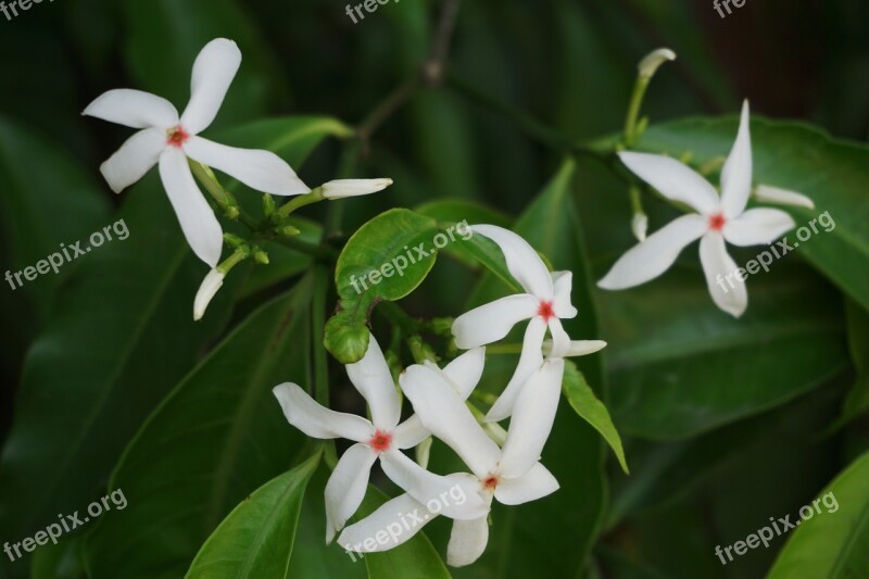 Flower Plant Spring Hua Xie Leaves Flowers