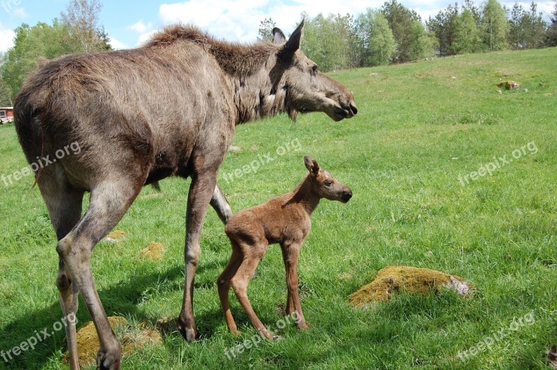 The North Of Sweden Moose Cow Free Photos