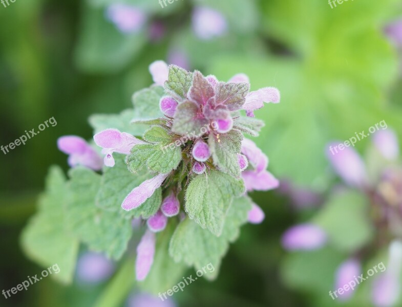 Dead Nettle Plant Flower Blossom Bloom