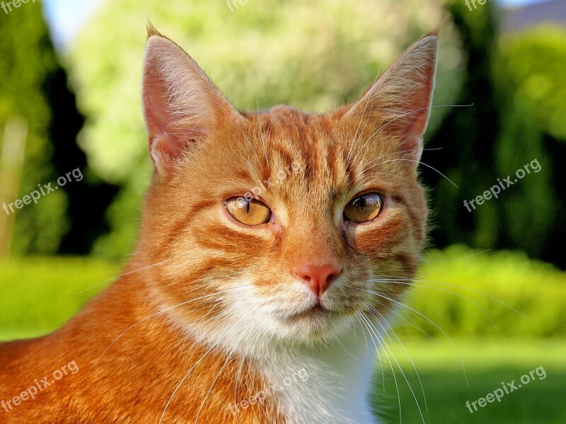 Cat Red Face Domestic Cat Animal Portrait