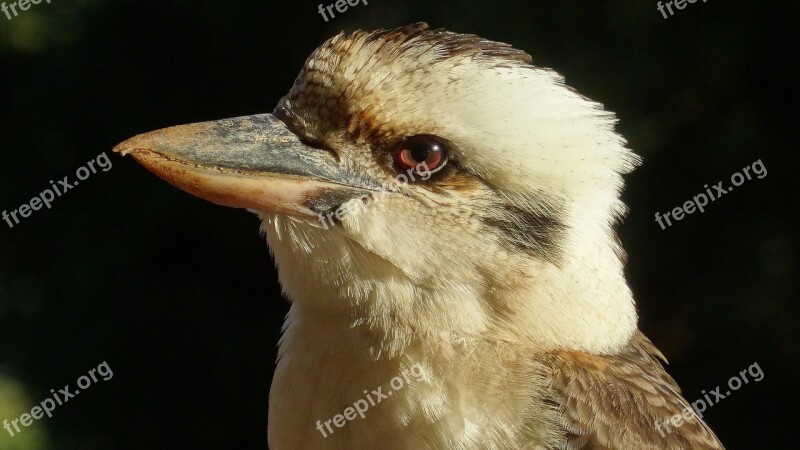 Australia Bird Wildlife Kookaburra Free Photos