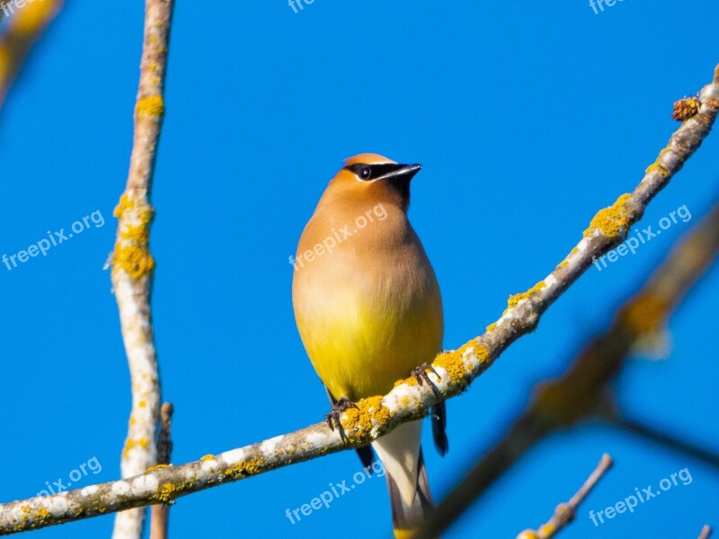 Waxwing Cedar Waxwing Pretty Cute Wildlife