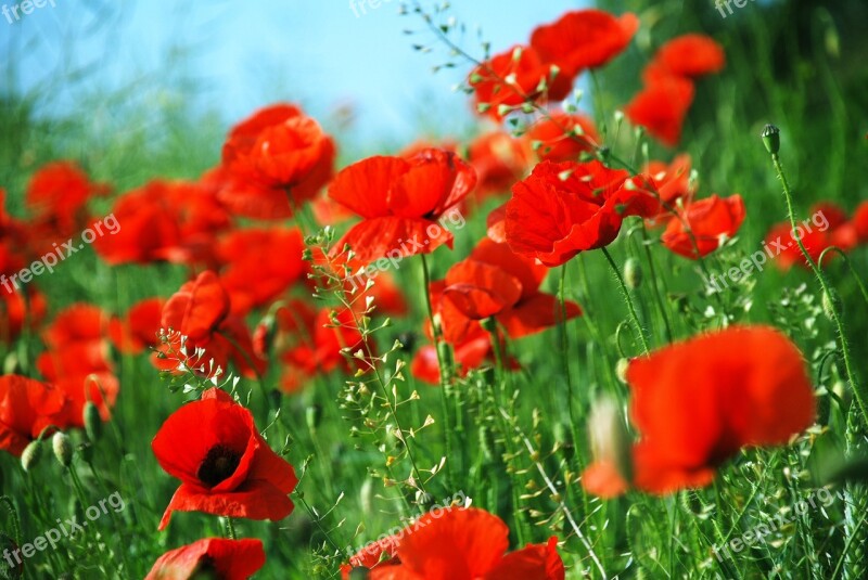 Poppies Meadow June Flowers Nature