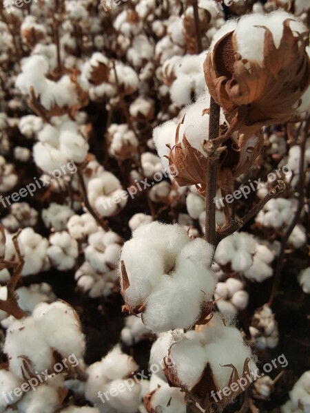 Wool Cotton Blossom Bloom Plant