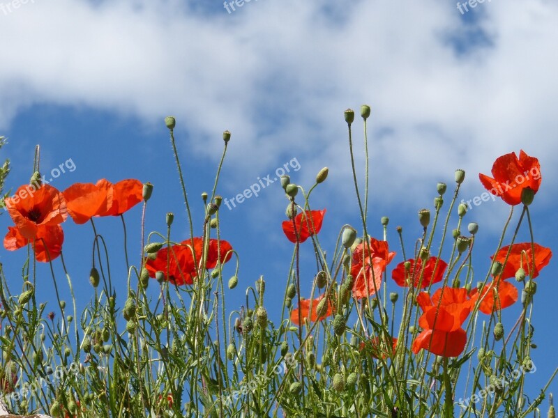 Poppies Ababol Rosella Field Of Poppies Spring