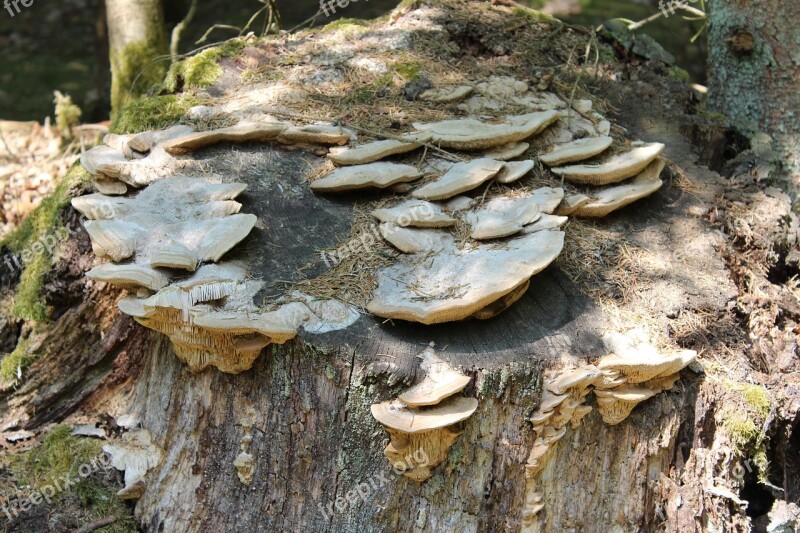 Tree Stump Mushrooms Forest Forest Mushroom Log