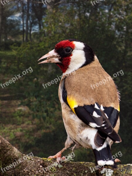 Goldfinch élégans Bird Ornithology Garden 2018