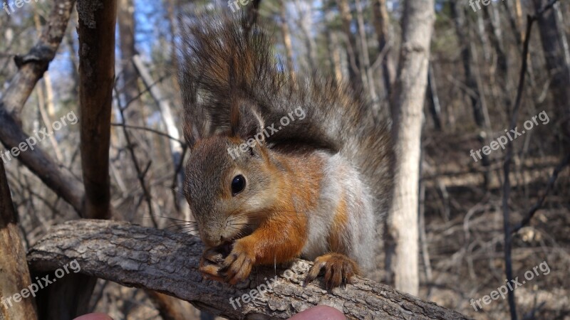 Squirrel Sitting On The Branch Bushy Tail Free Photos