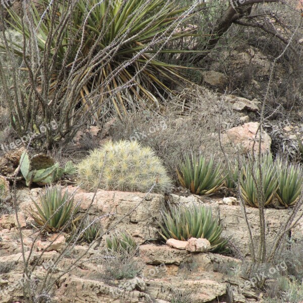 Succulents Desert Plants Landscape Free Photos