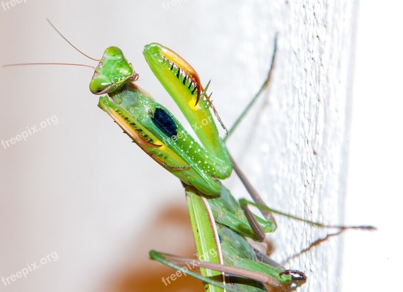 Praying Mantis Animals Insect Mantis Religiosa Nature