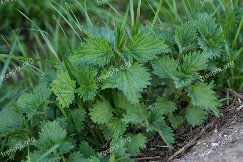 Plant Nettle Nature Use Greens