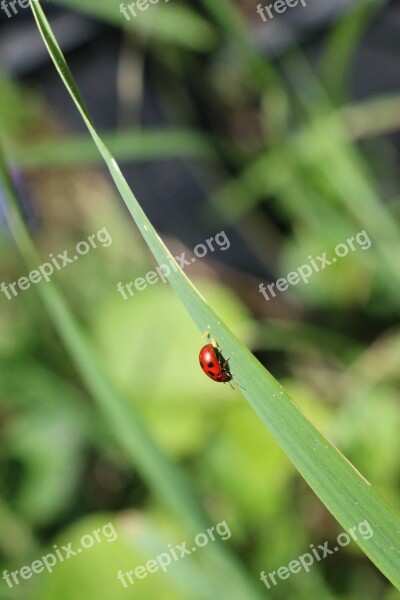 Nature Prato Grass Green Color