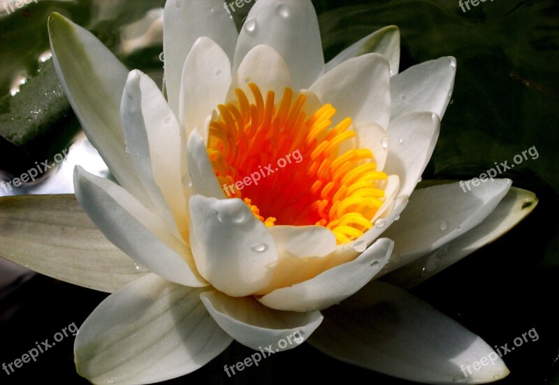 Lily Water Flower Water Lilies Water Plant