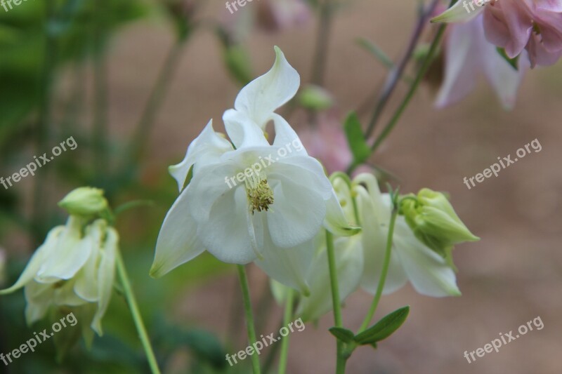 Columbine Ancolie White White Flowers Spring-flowering Free Photos