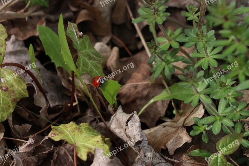 Nature Leaves Dried Leaves Insect Ladybug