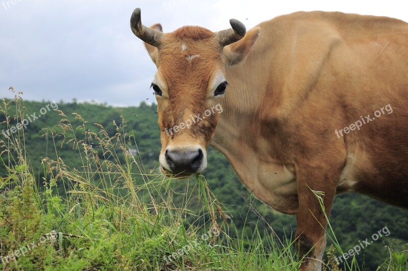 Cow Cow Pictures Yellow Cow Animal Animal Pictures