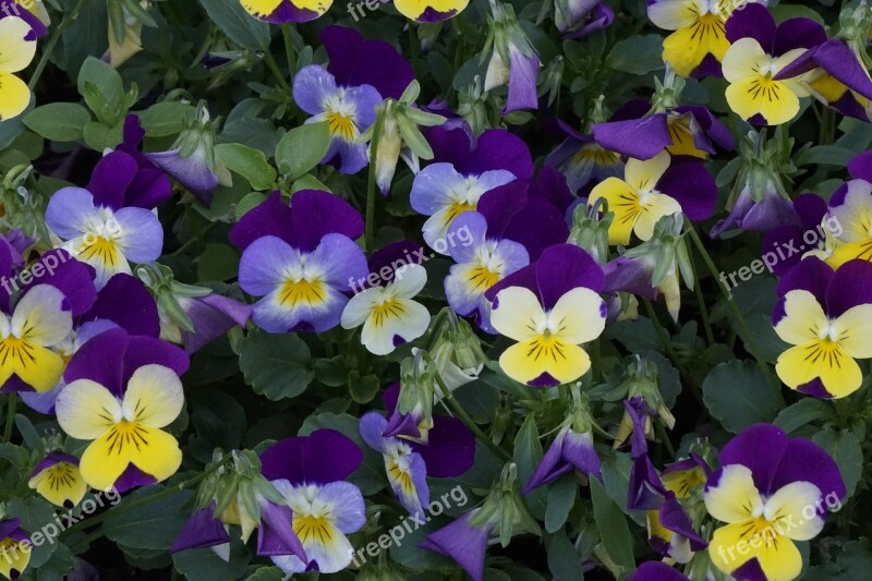 400–500 Blossom Bloom Violaceae Close Up