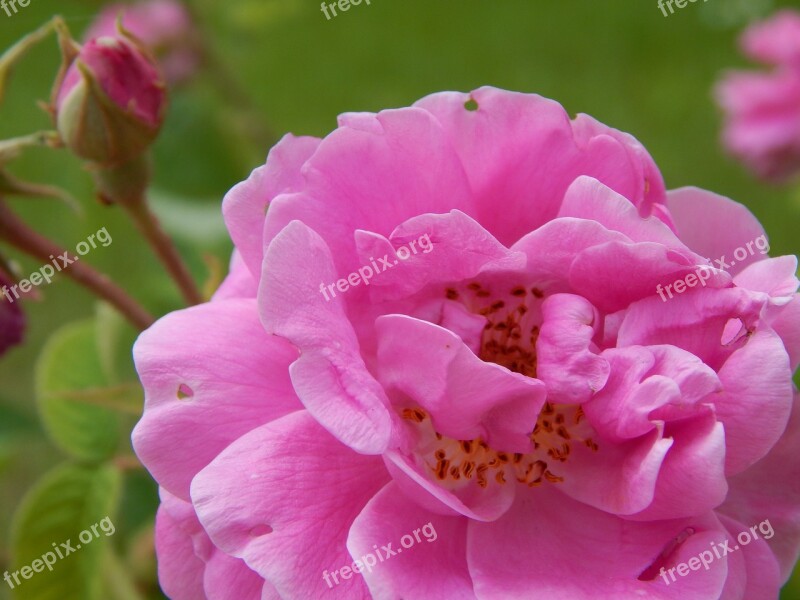 Pink Flower Pink Flower Plant Garden