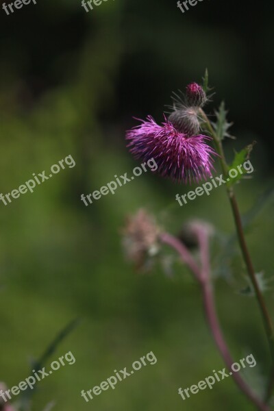 Flowers Behold Nature Blossom See Flowers