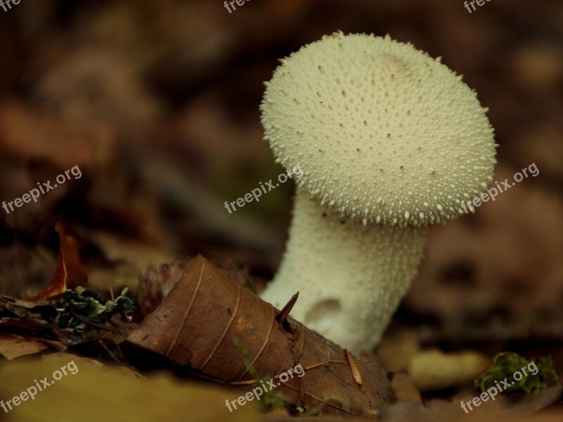 Sponge Puffball Forest Autumn Forest Floor